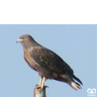 گونه سارگپه پا بلند Long-legged Buzzard